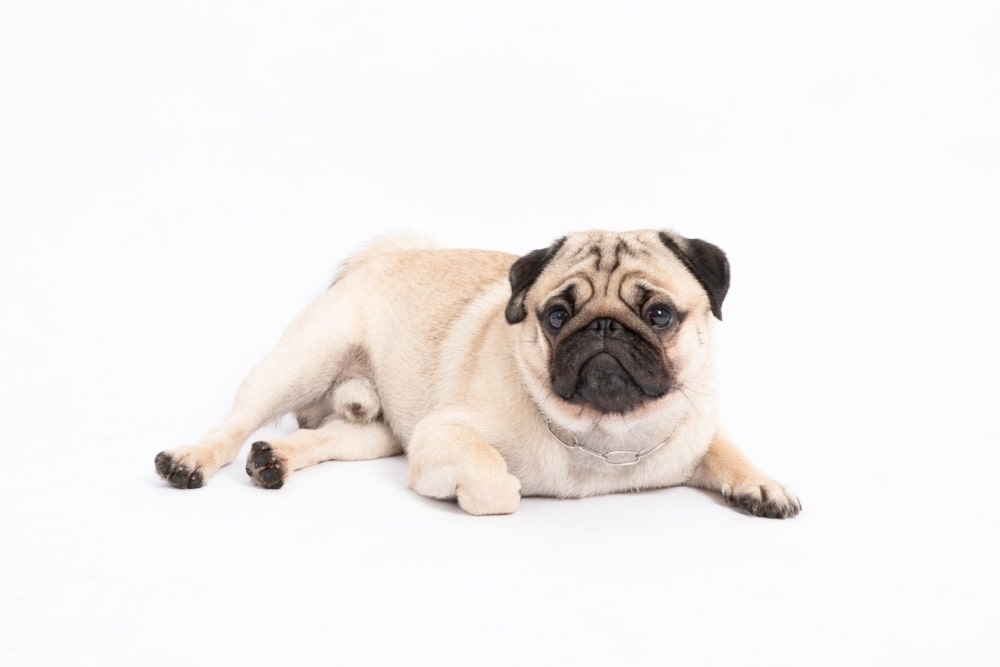 犬の依存と外出恐怖の関係:原因と対処法を徹底解説