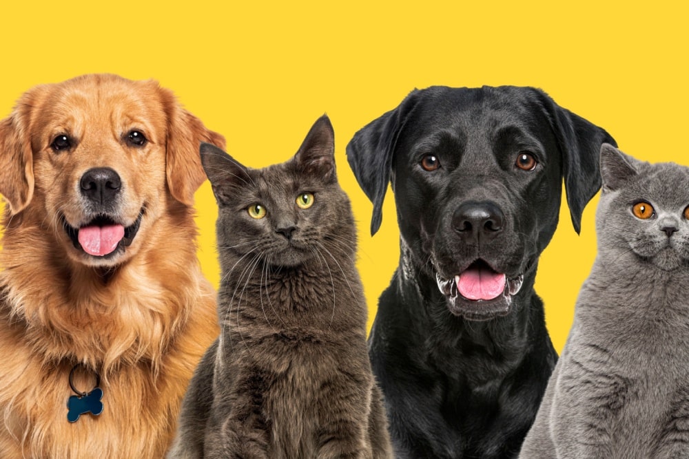 ペットシェルターの里親依存事情とは?成功例や課題点も徹底調査!