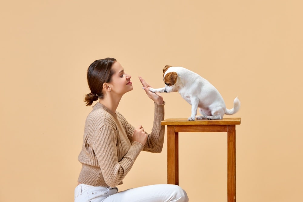 ペットと飼い主の相互依存関係とは?健全な関係づくりの方法も紹介