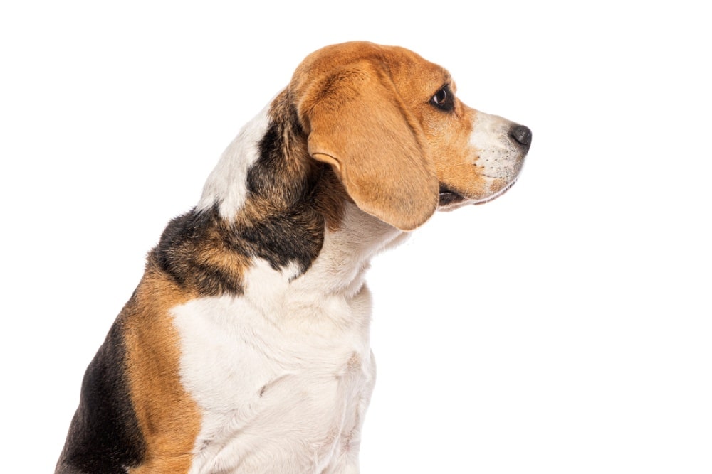 犬の依存を防止するために必要な視点とは?健全な関係を築くポイントを解説!