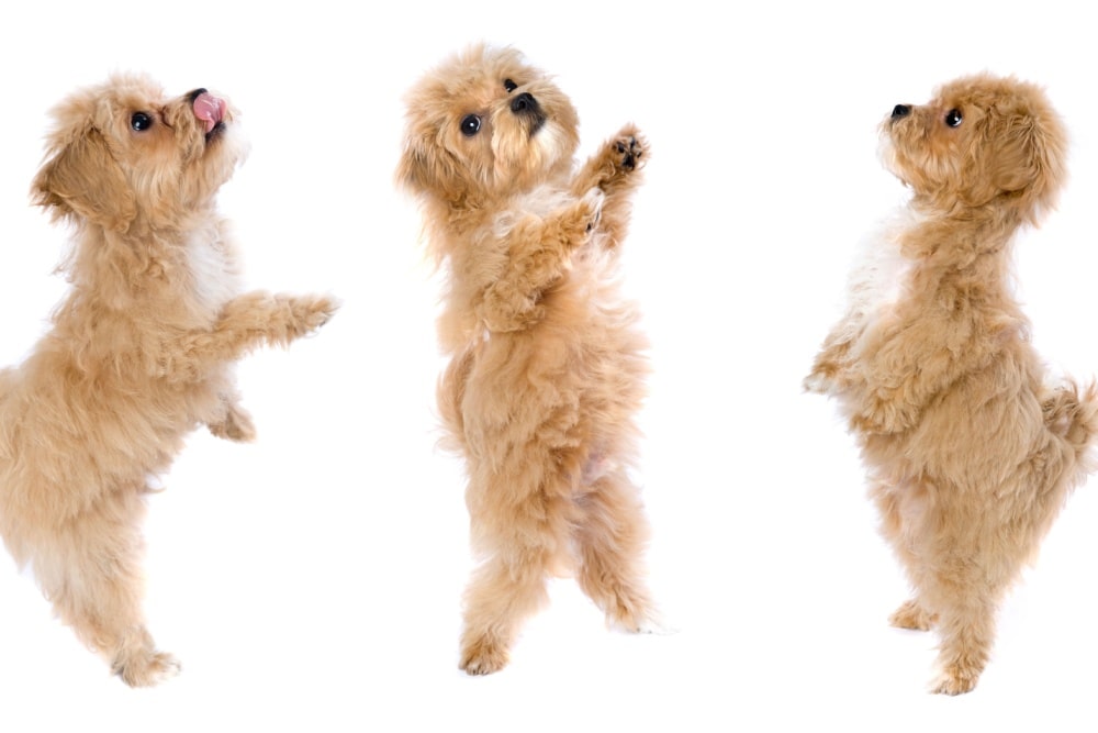 愛犬に過保護になるきっかけとは?原因と対処法を徹底解説