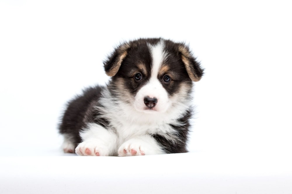 犬と離れると不安や胸騒ぎを感じる？分離不安の原因と対処法を徹底解説！