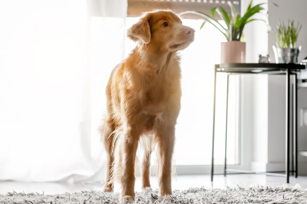 飼い主の不安は犬に伝わる？愛犬に与える影響と今すぐできる対策を徹底解説！
