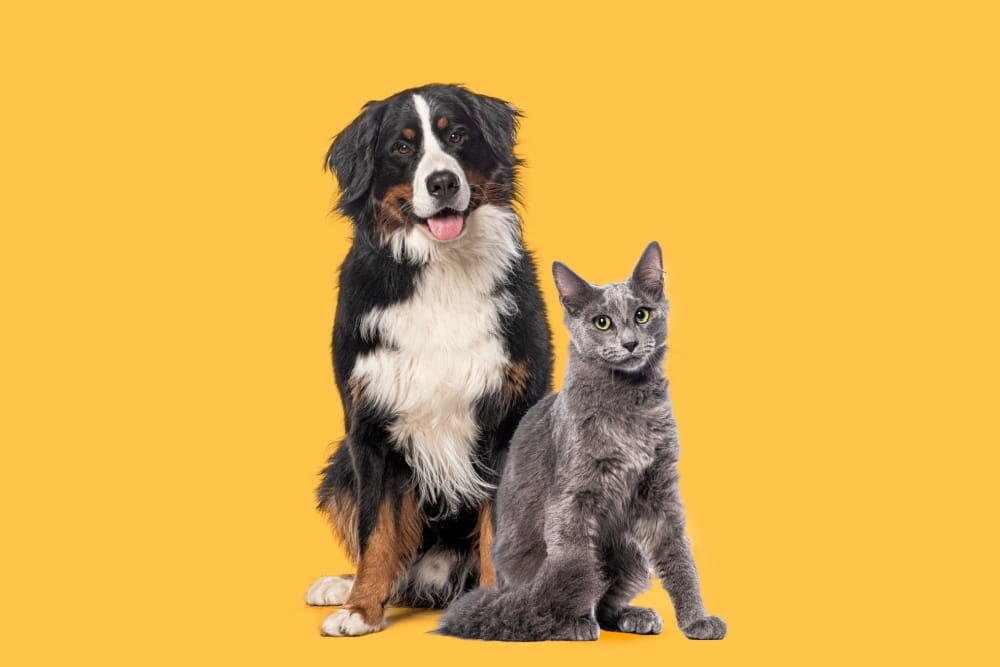 「ペットに対する執着度を測る10の質問｜依存と愛情の違い＆対処法まで専門家が解説」