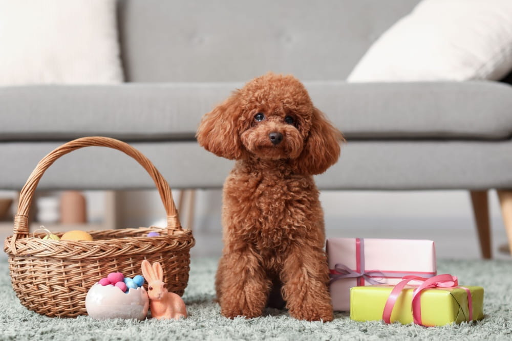 犬が留守番できない…吠える・壊す・粗相に困るあなたへ。分離不安の原因と今すぐできる対策を徹底解説！