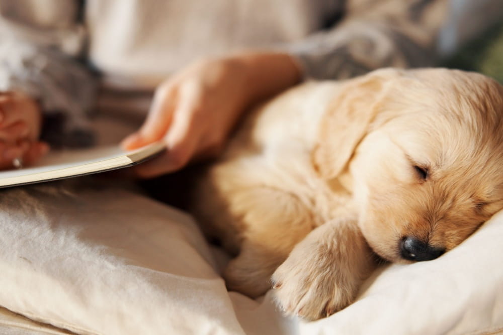 「あなたは大丈夫？愛犬優先度を数値で“見える化”してバランスを整える診断ガイド」