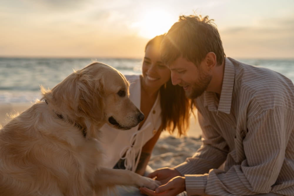 「あなたの愛犬は本当に幸せ？飼い主スコア診断で今の関係をチェックしよう」